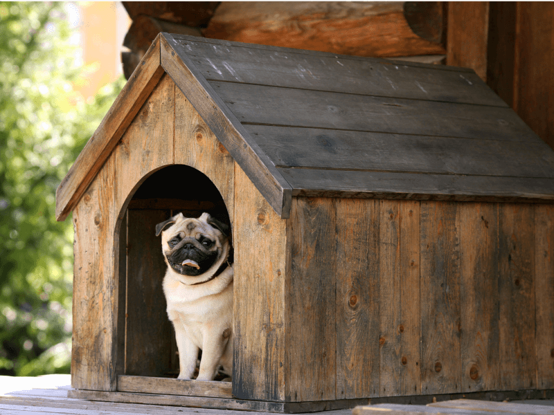 犬小屋の選び方は？犬小屋の種類、選ぶポイント、diyの仕方まで | Petpedia